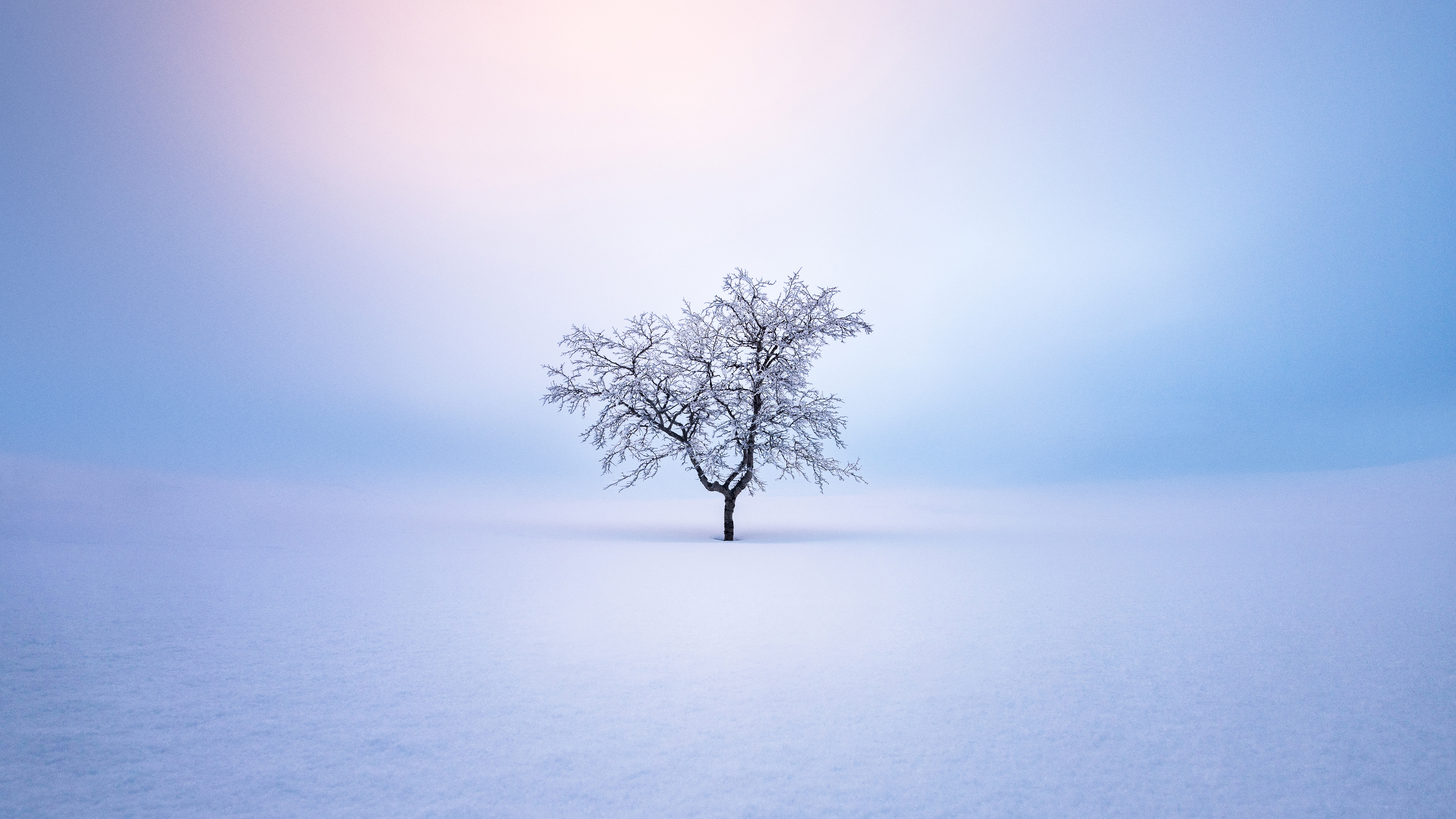 冬天雪地中间唯一一棵树高清壁纸